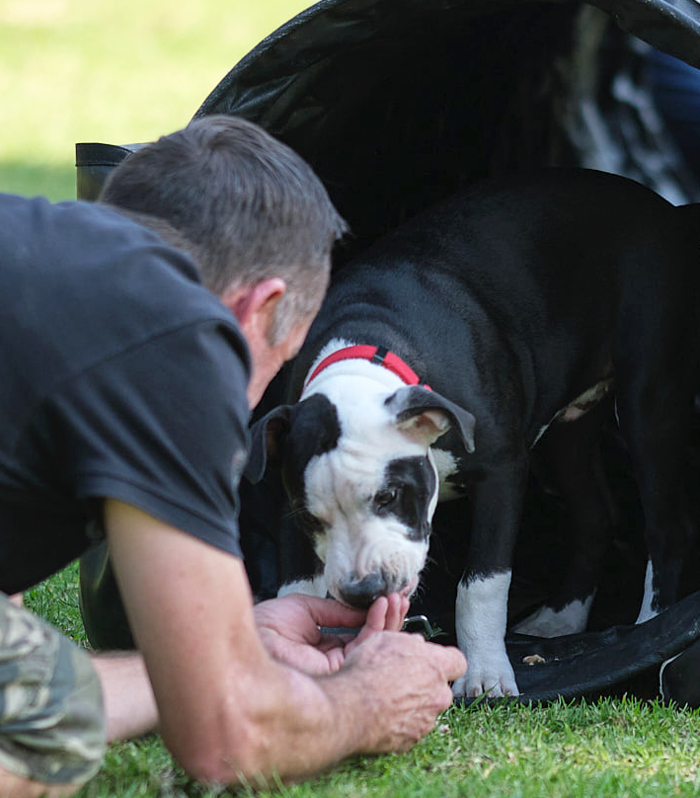 Zimzala Dog Training