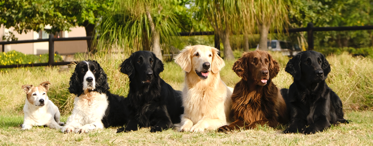 Puppy training at Zimzala