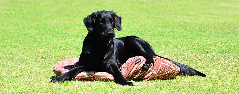 Puppy training at Zimzala